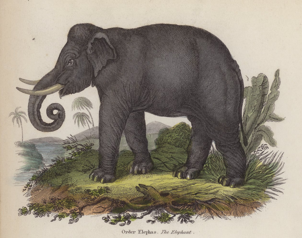 Elephant (engraving) by English School