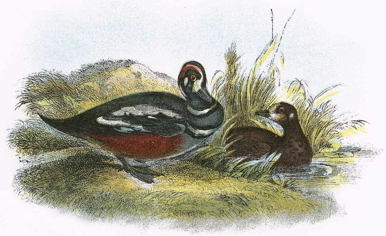 Harlequin Duck by English School