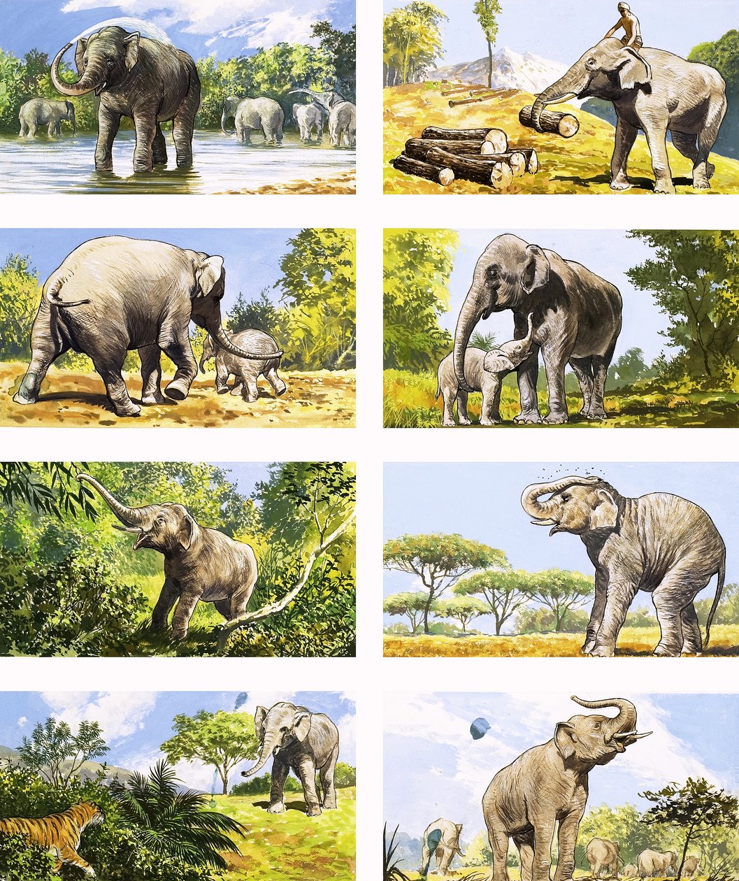 How an Elephant Uses Its Trunk by English School