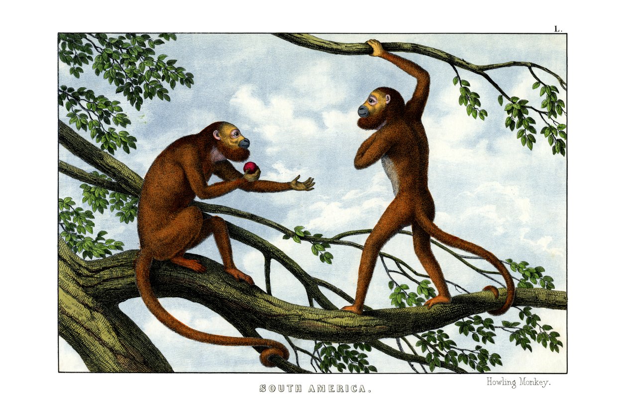 Howling Monkey by English School