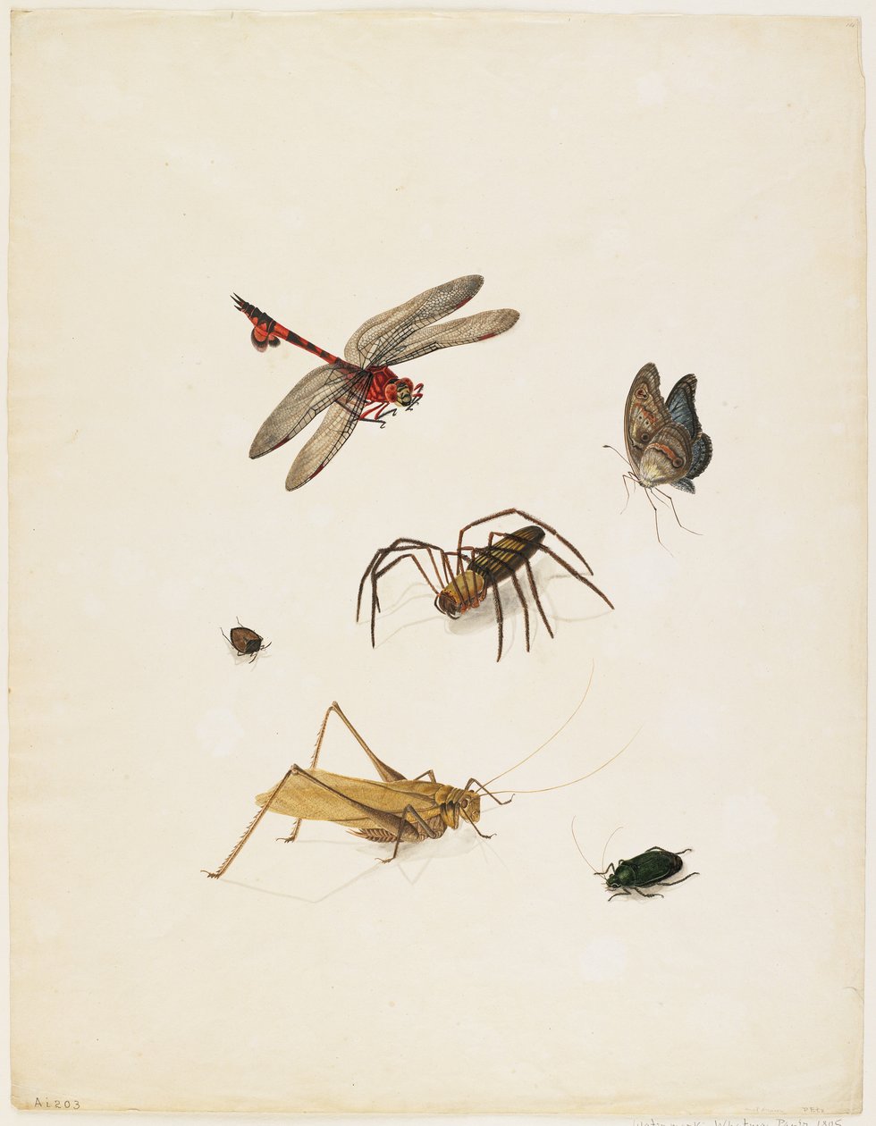 Insects, c.1805 by English School
