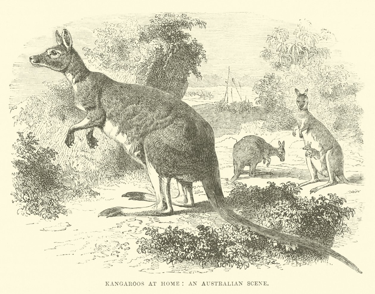 Kangaroos at Home, an Australian Scene by English School