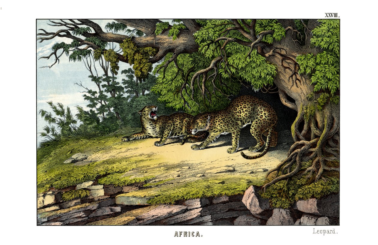 Leopard by English School