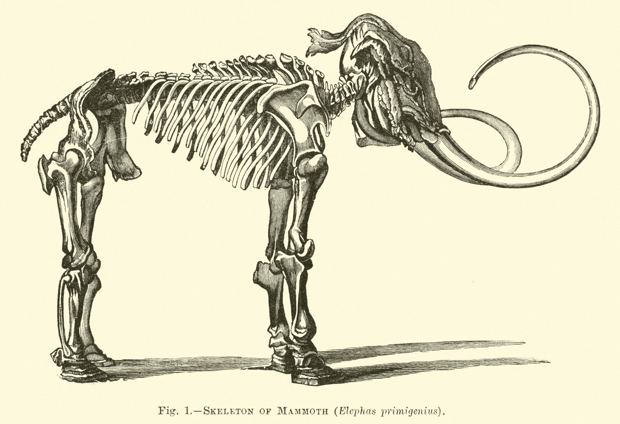 Skeleton of Mammoth, Elephas primigenius by English School