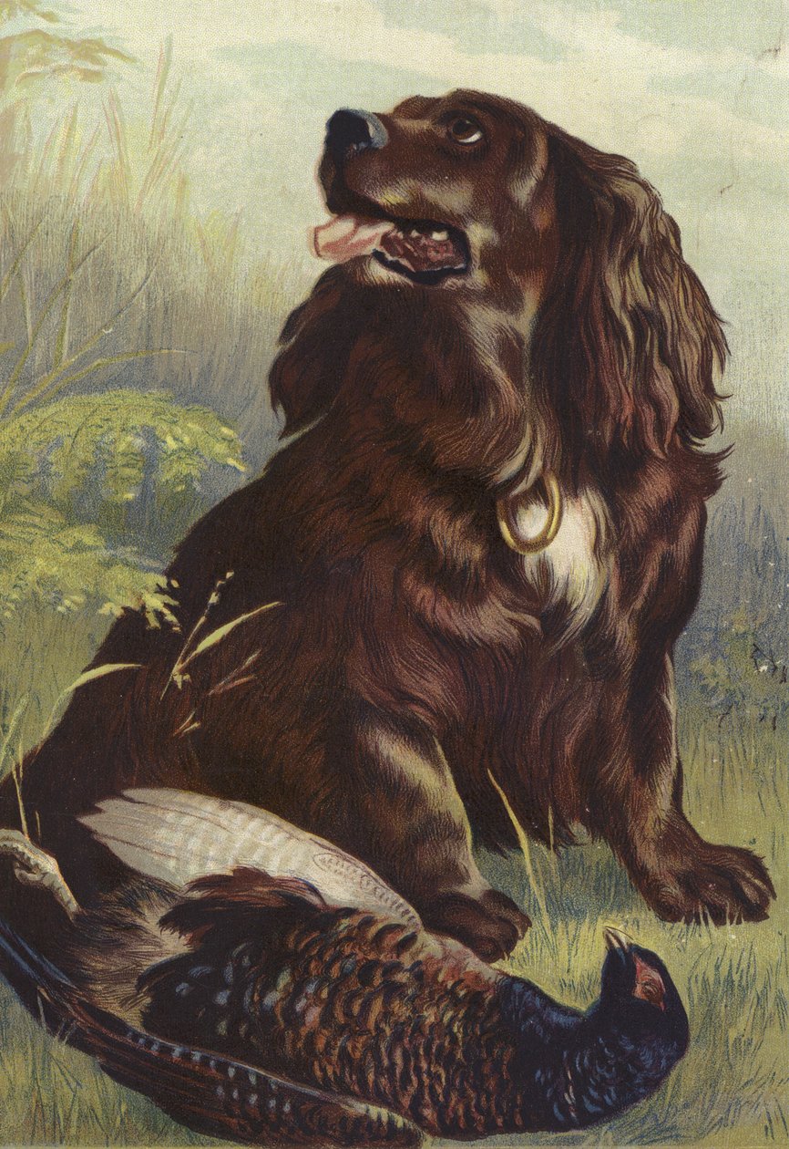 Spaniel and Pheasant by English School