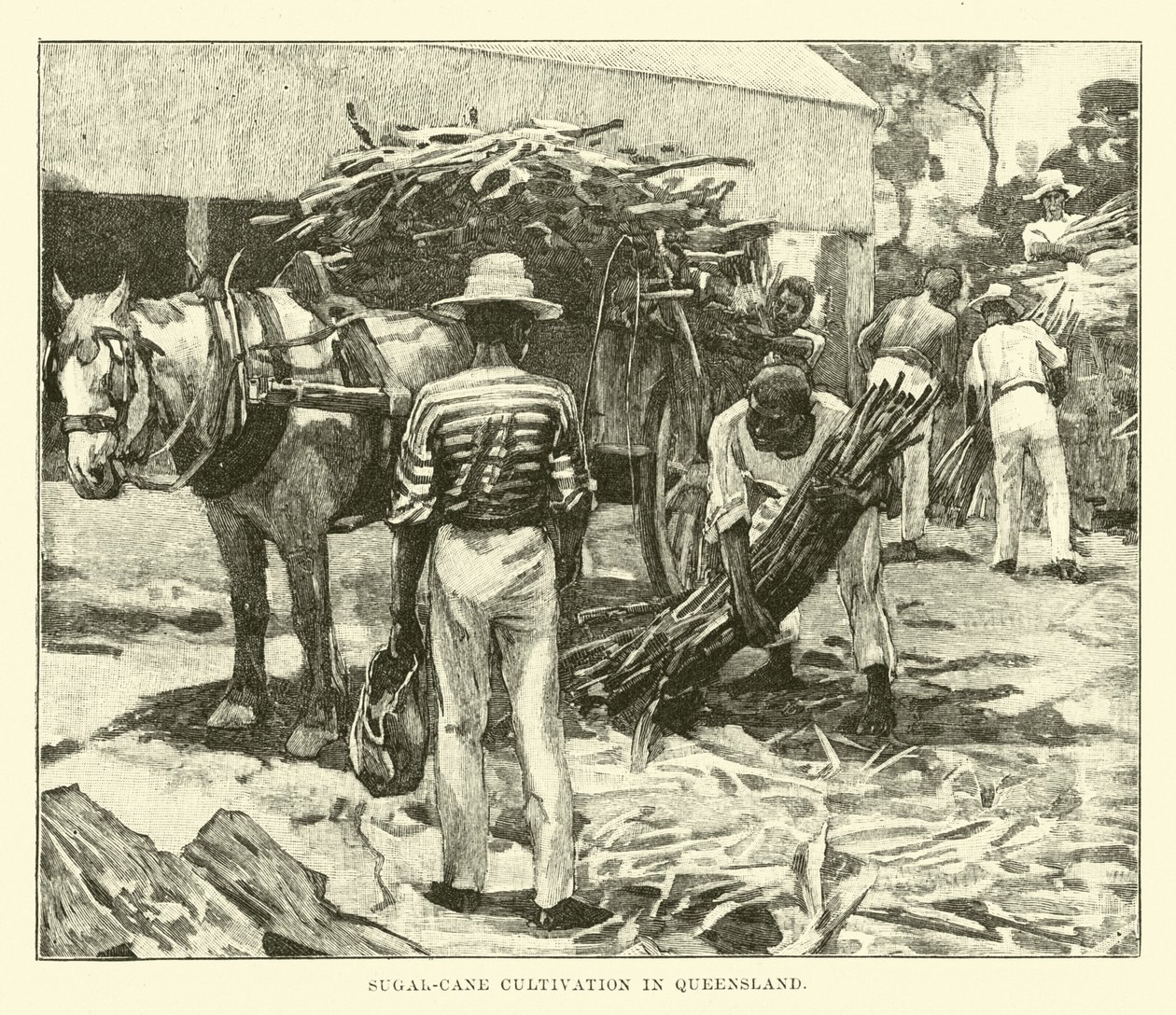 Sugar-cane Cultivation in Queensland by English School