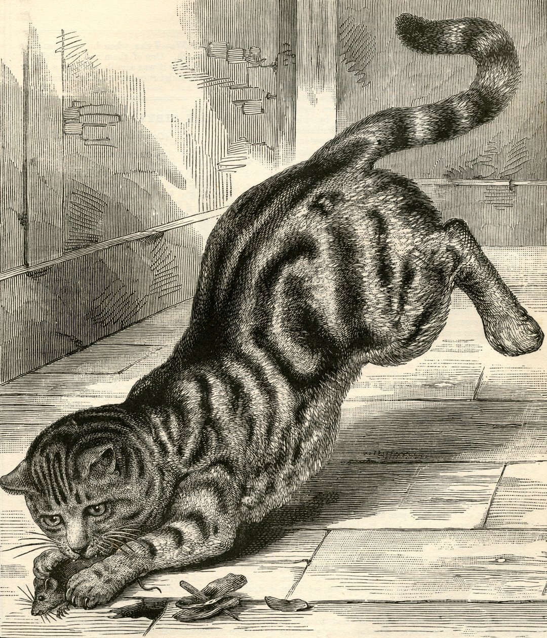 Tabby Cat Pouncing on a Mouse by English School
