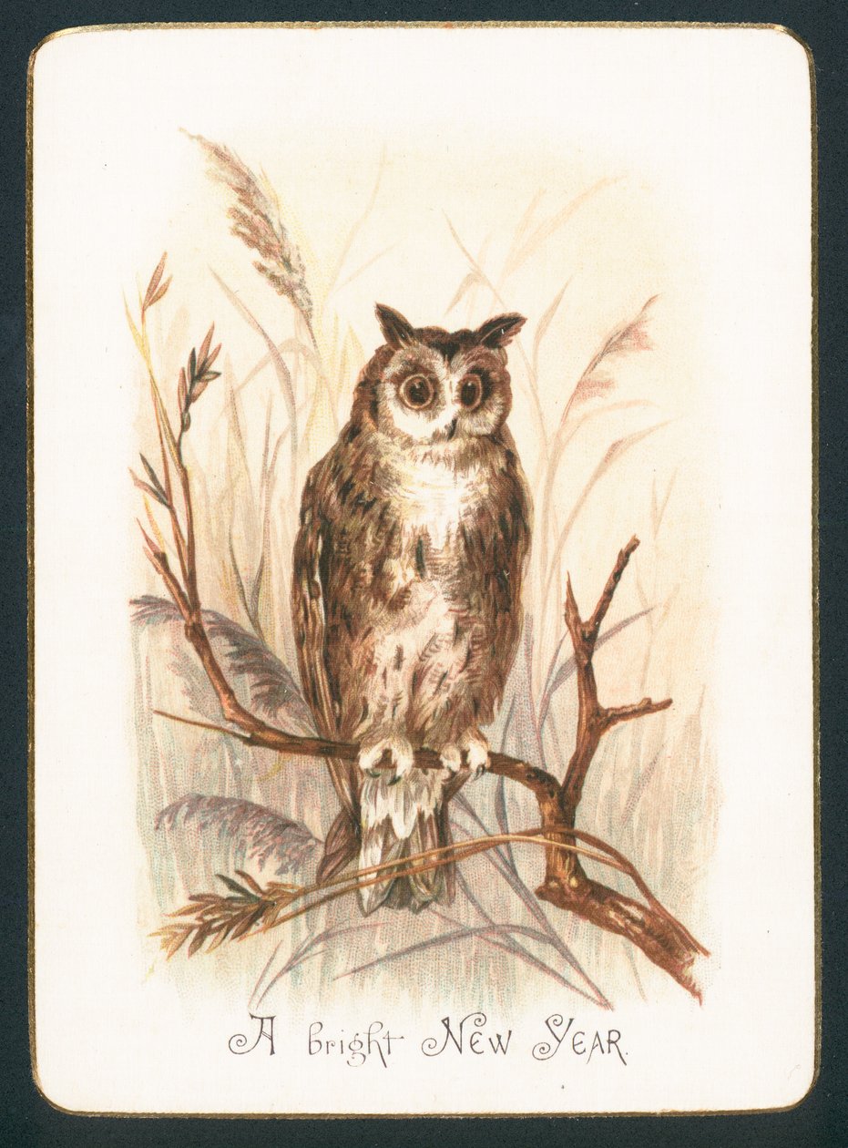 Tawny Owl by English School