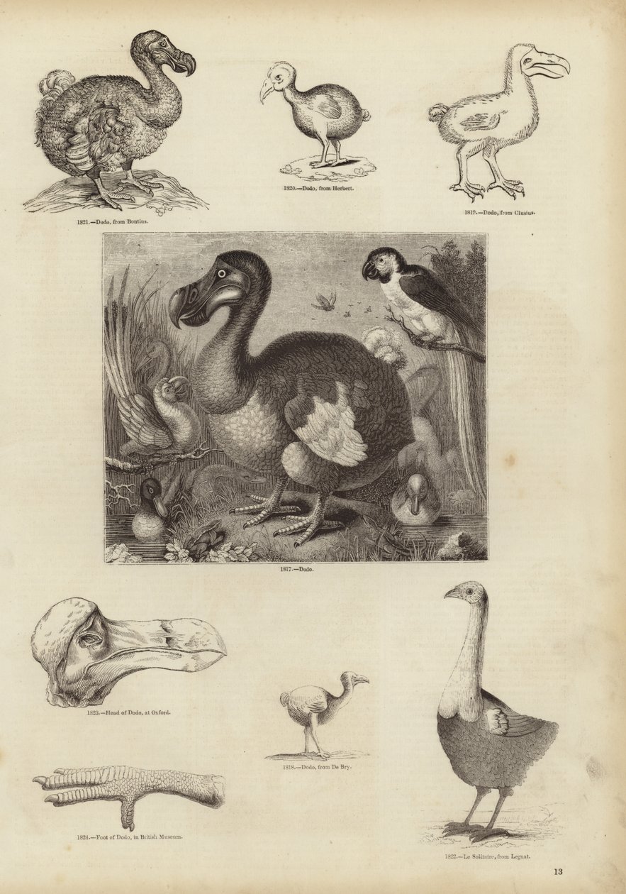 The Dodo by English School