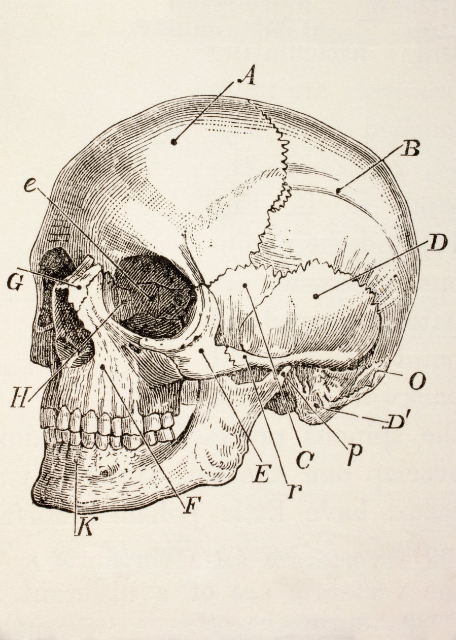 The Human Skull, c.1890 by English School