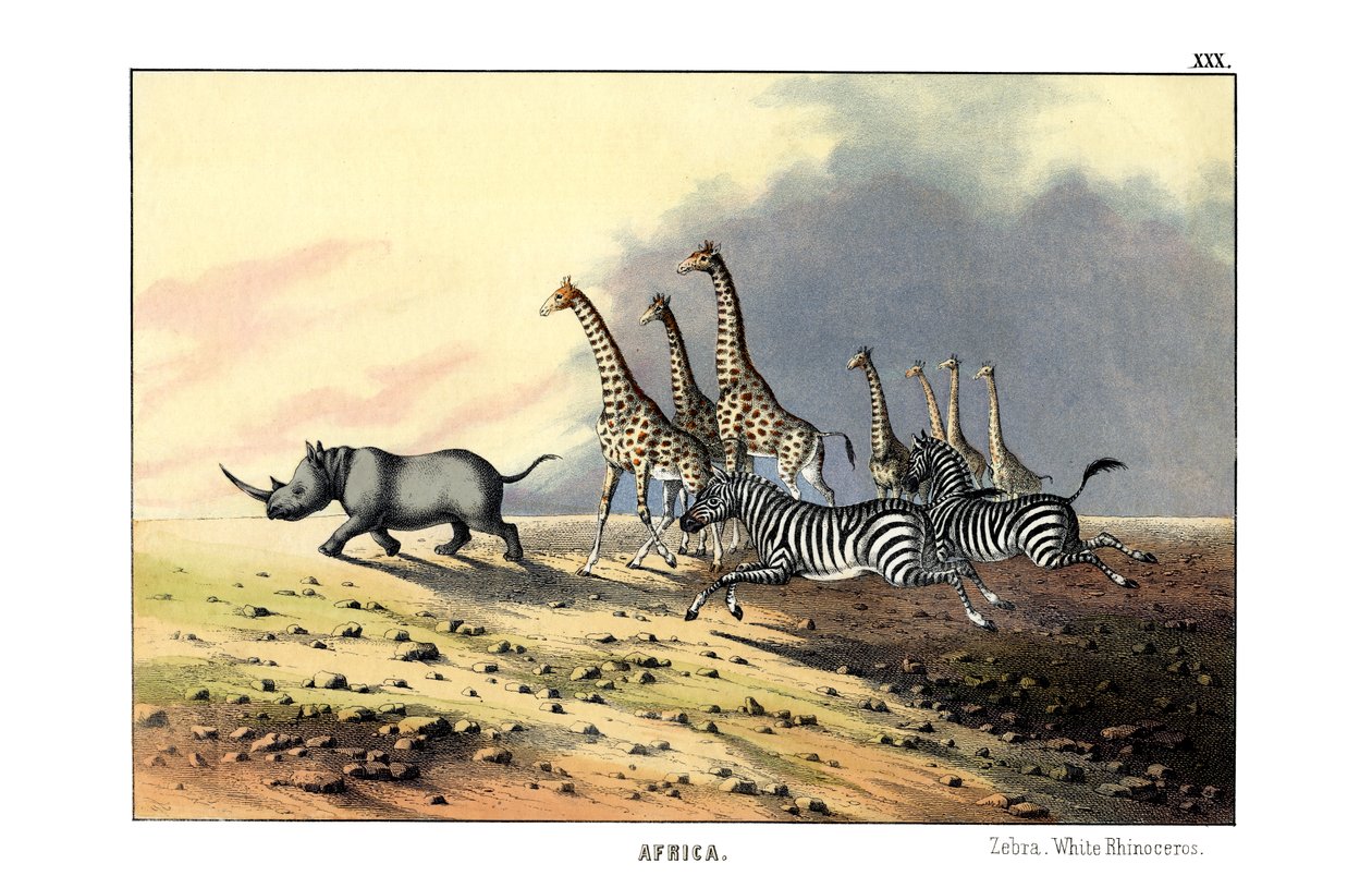 Zebra by English School