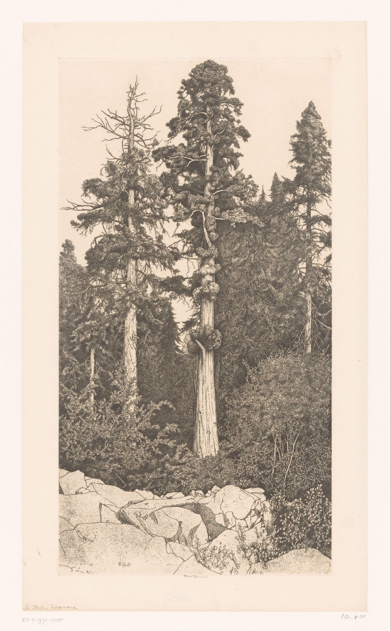 Sequoia Tree (Baby Sequoia) by Ernest Haskell (signed by artist)