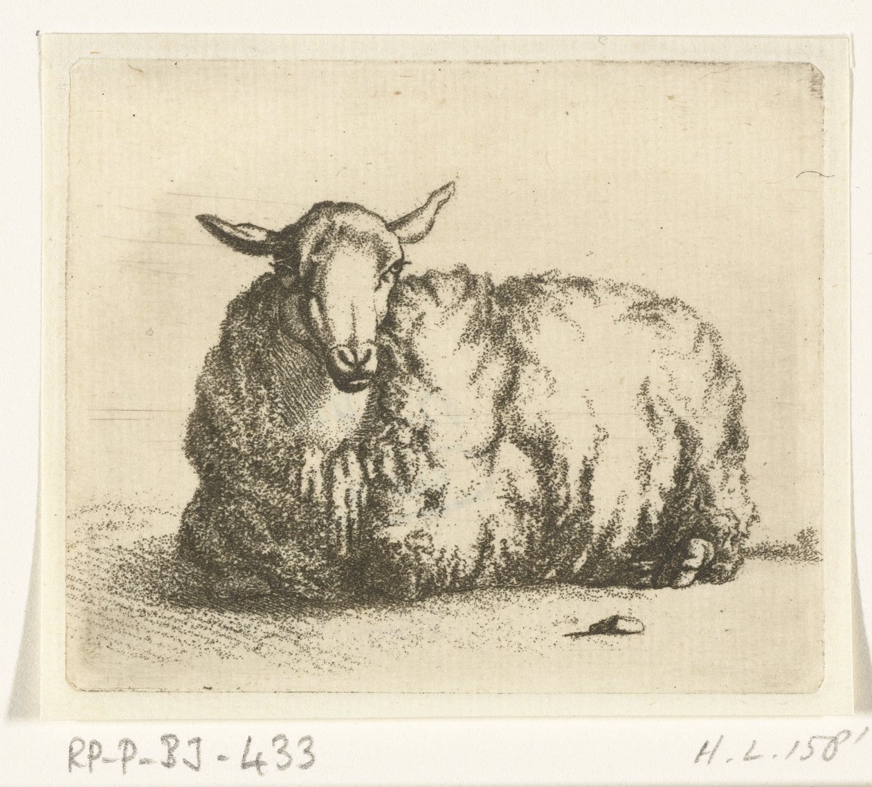 Lying Sheep from the Front by Ernst Willem Jan Bagelaar