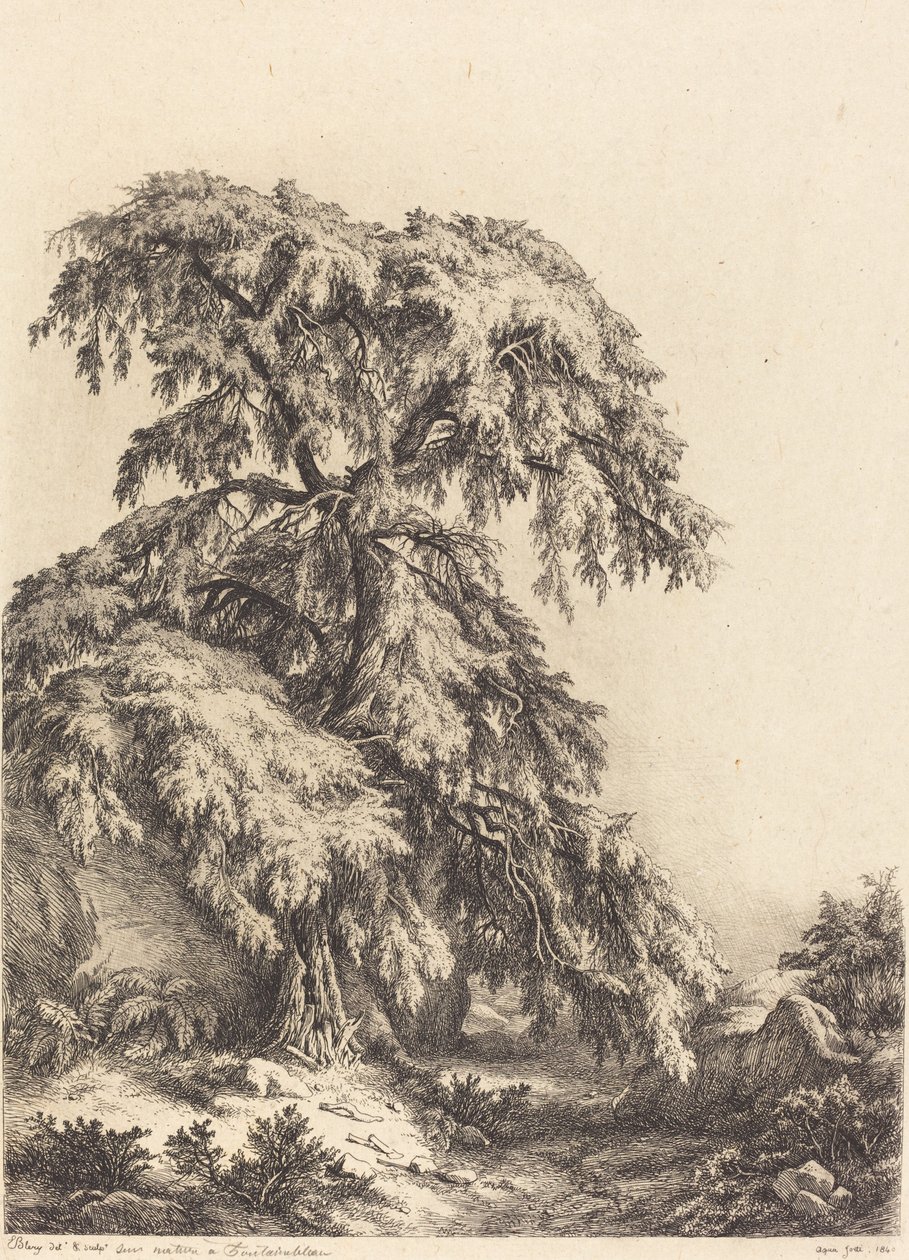 Juniper Tree by Eugene Bléry