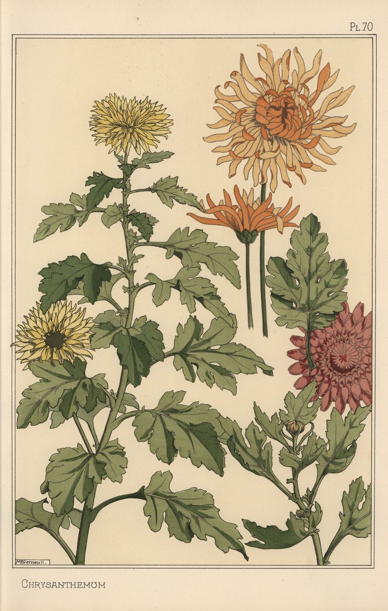 Chrysanthemum botanical study by Eugene Grasset
