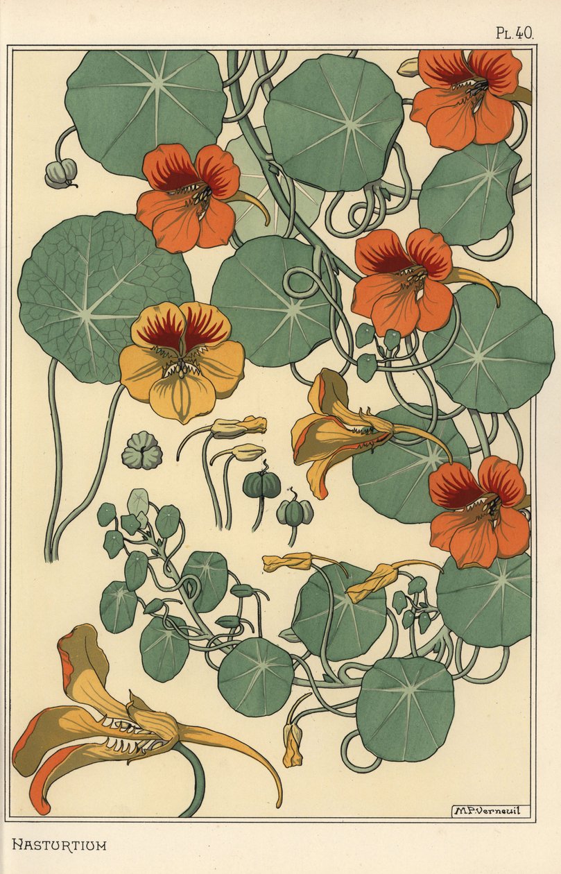 Nasturtium botanical study by Eugene Grasset