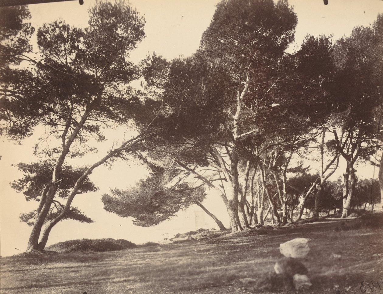 Cannes, Ile Saint Honorat by Eugène Atget