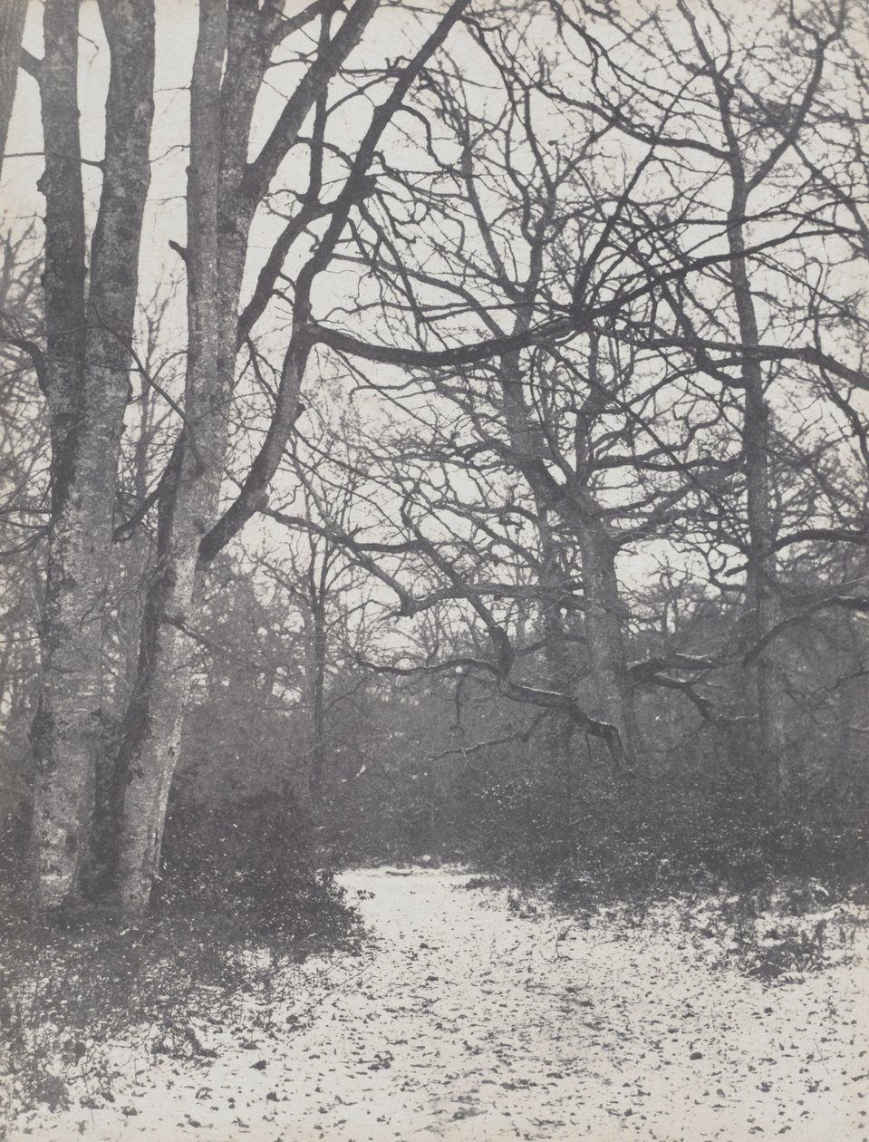 Road in the Forest by Eugène Cuvelier