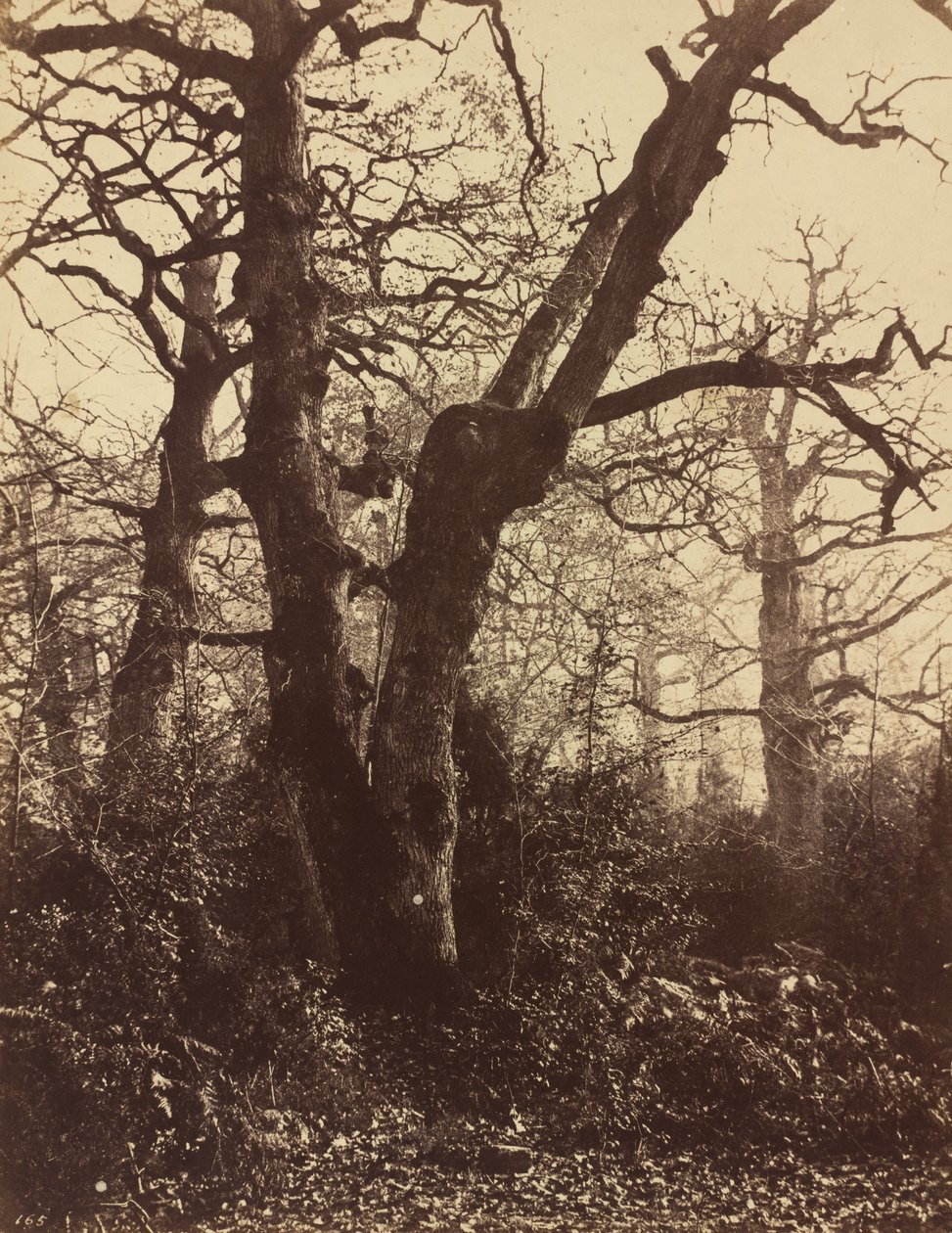 Tree Study, Fontainebleau by Eugène Cuvelier