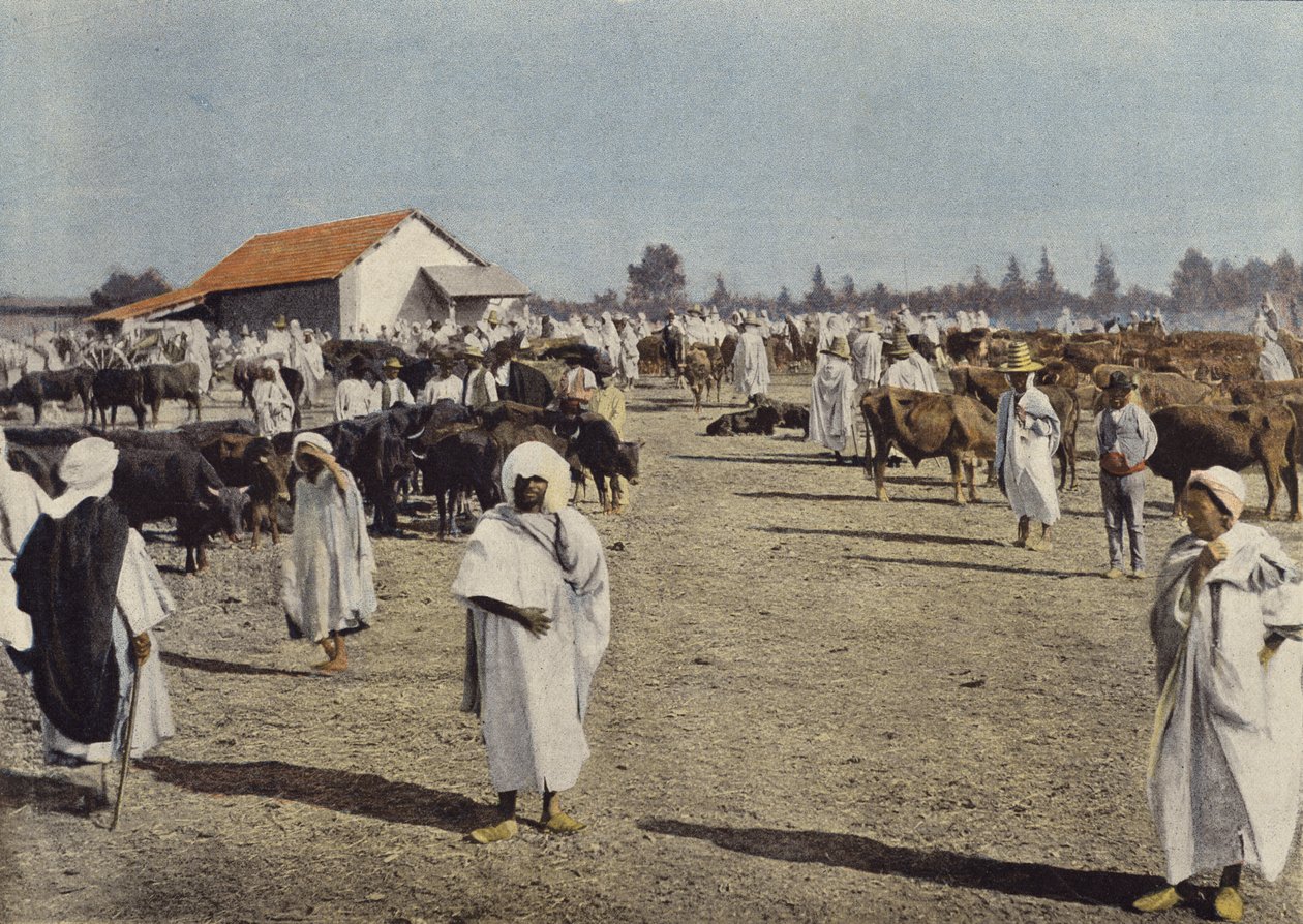 Cattle Fair at Sidi-Bel-Abbes by European Photographer