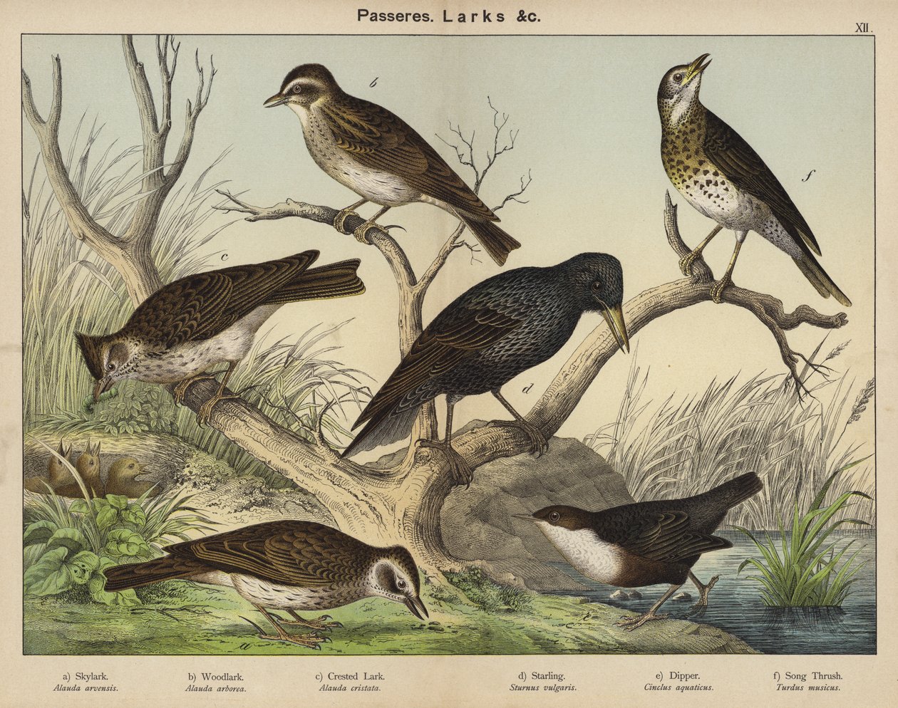 Passerines, Larks by European School