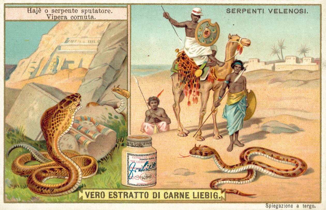 Spitting Cobra and Horned Viper by European School