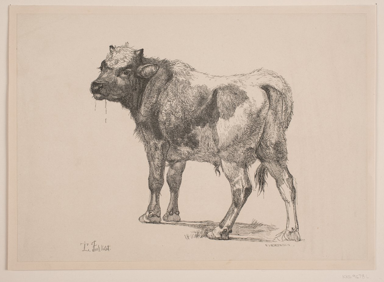 Standing Calf by F. Hendriksen