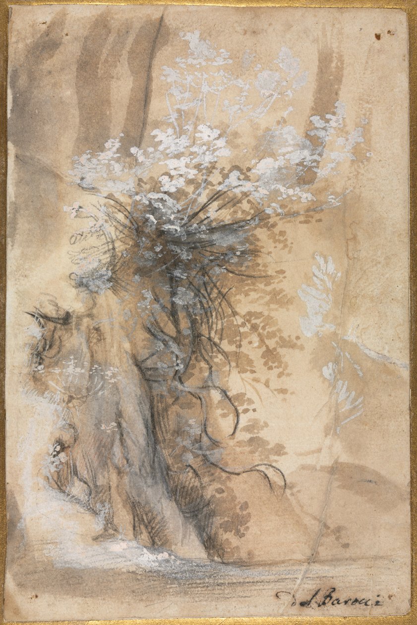 Flowering Bush Above an Eroded Bank, 1565-1570 by Federico Barocci