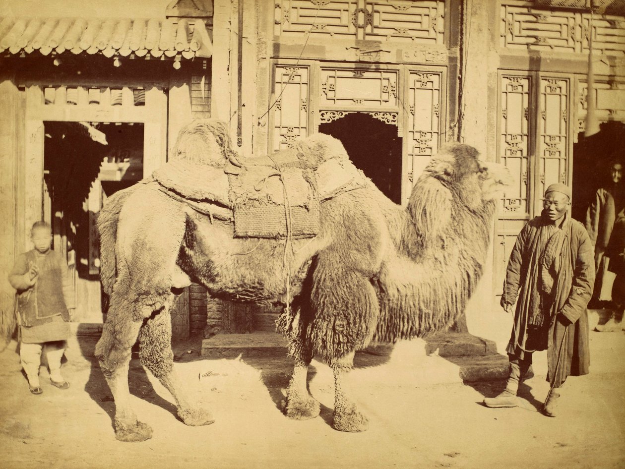 Bactrian Camel with Handler by Felice Beato