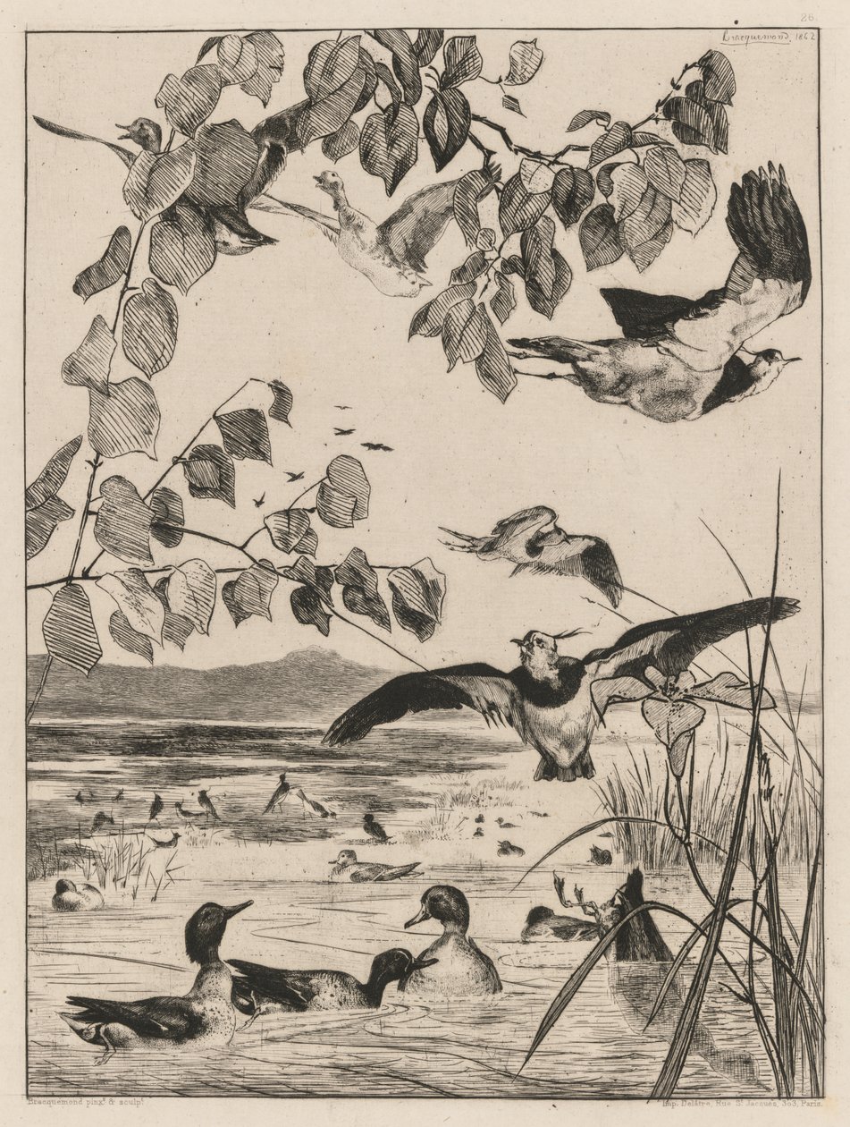 Lapwings and Teals by Felix Bracquemond
