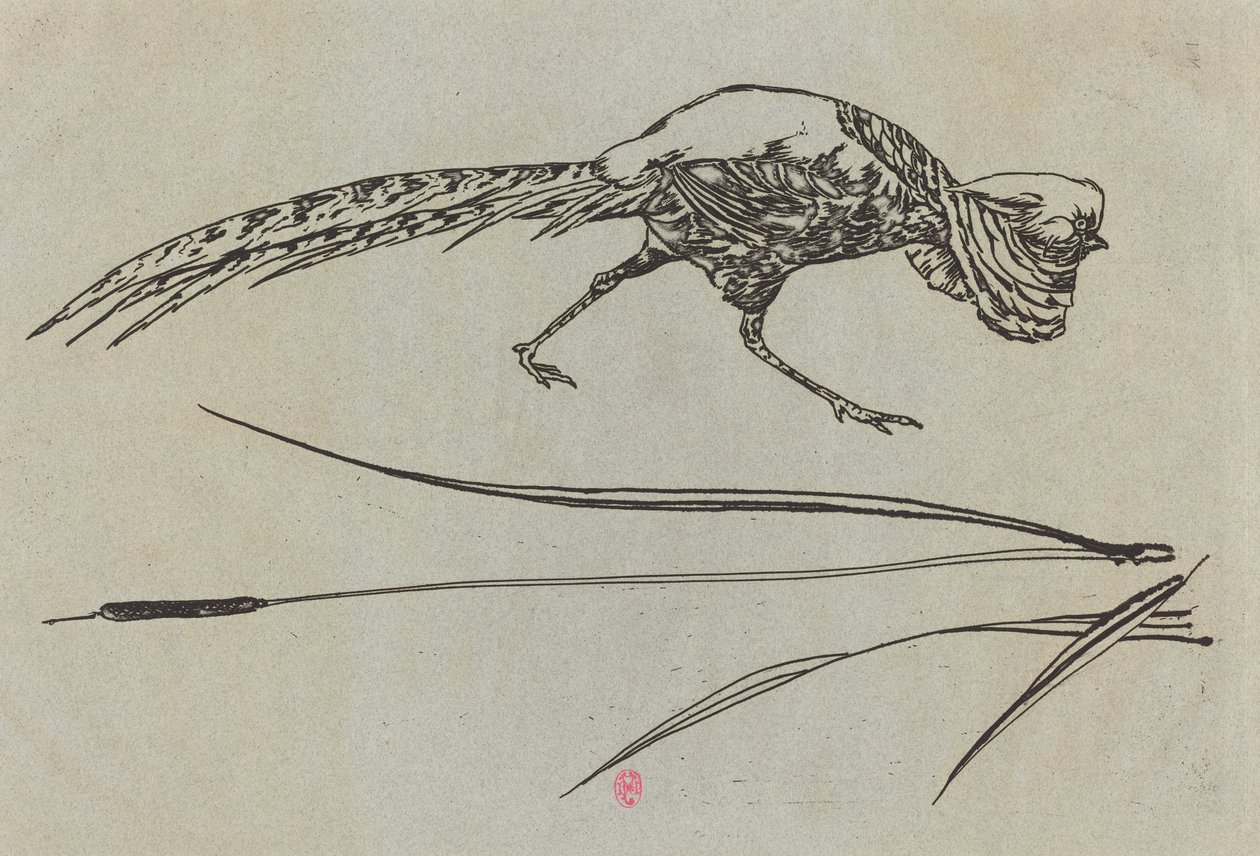 Pheasant by Felix Bracquemond
