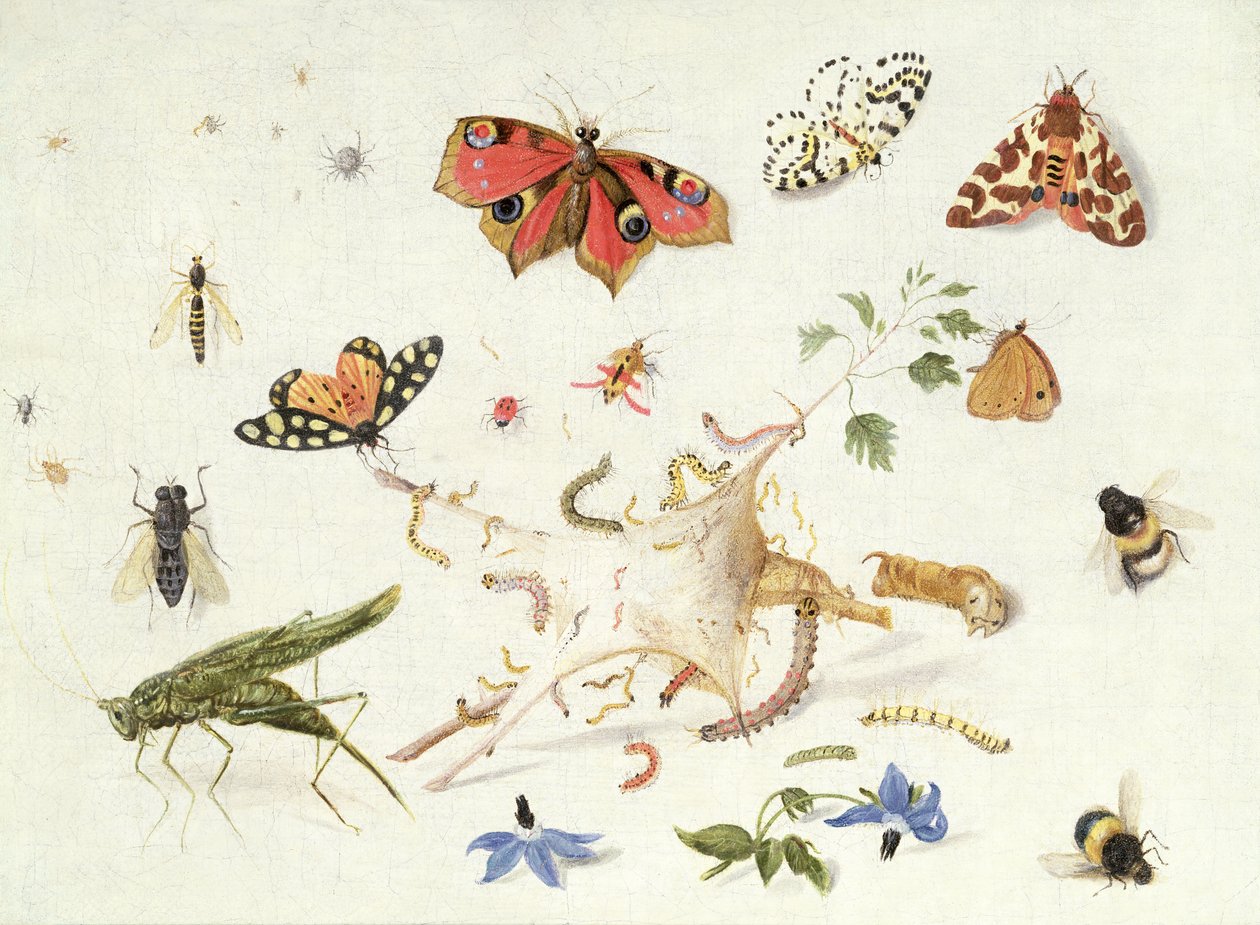 Study of Insects and Flowers by Ferdinand van Kessel