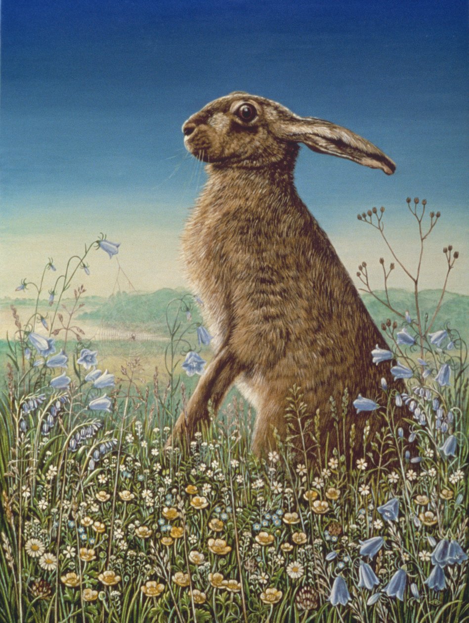 Hare, 1984 by Frances Broomfield
