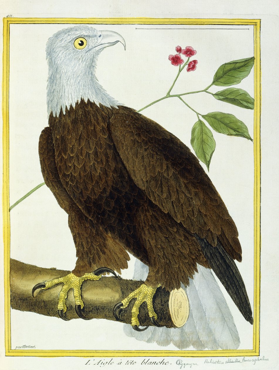 White-headed Eagle by Francois Nicolas Martinet