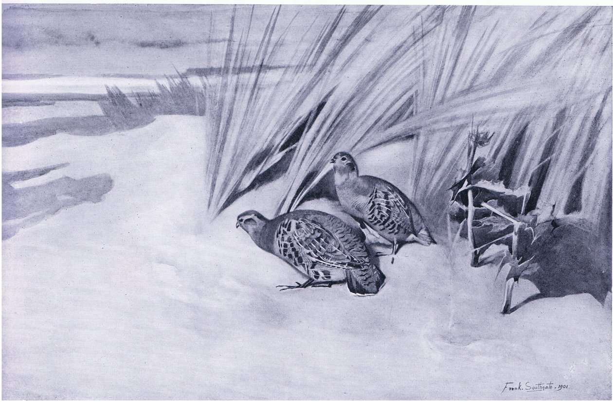 Partridges on the Marrams by Frank Southgate