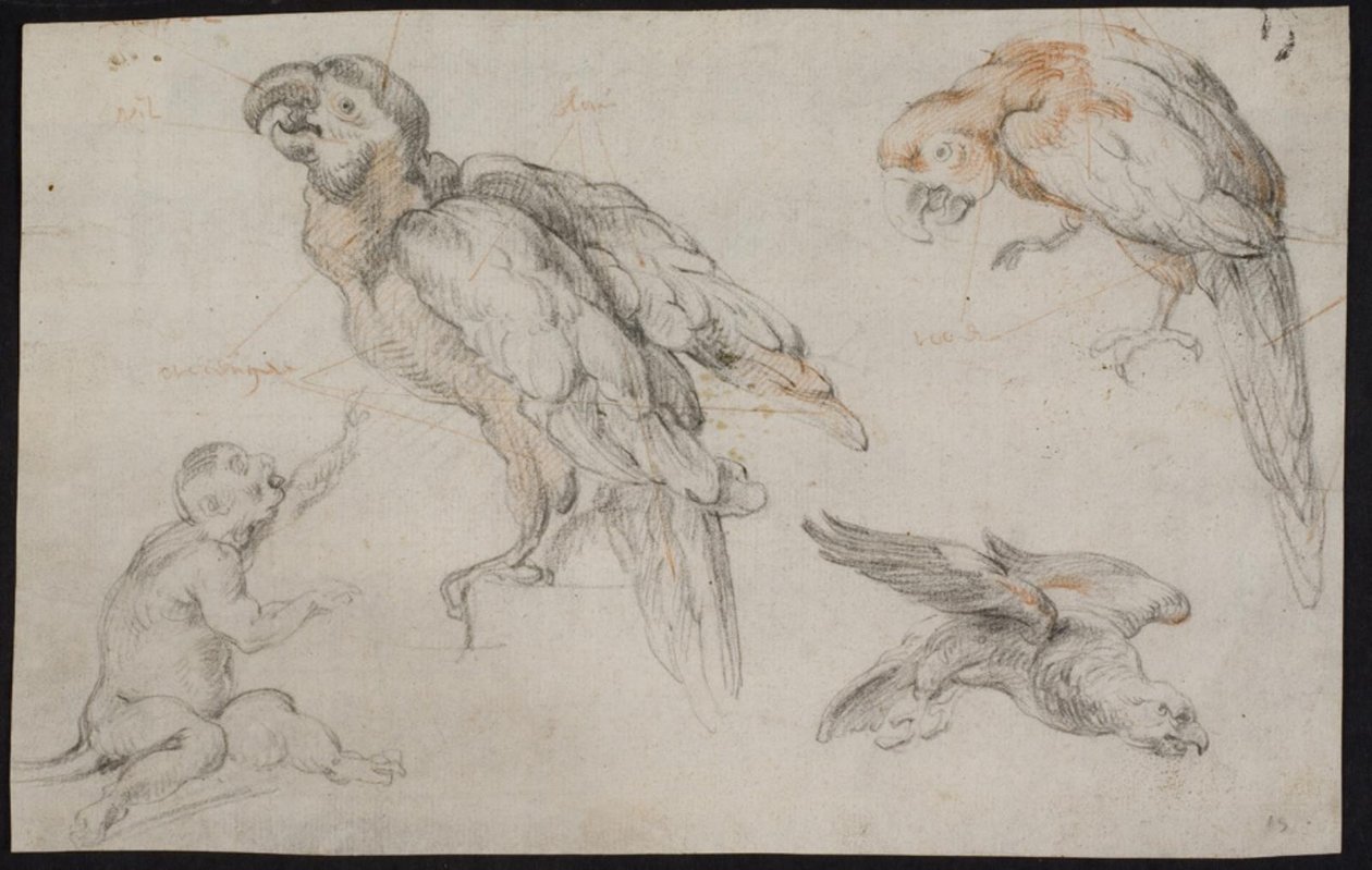 Study Sheet with Parrots and Monkey by Frans Snijders