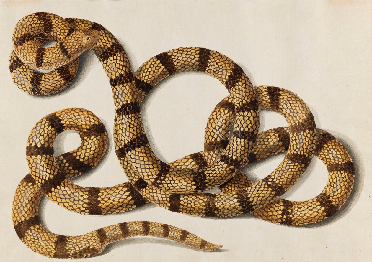 Snake by Franz Anton von Scheidel