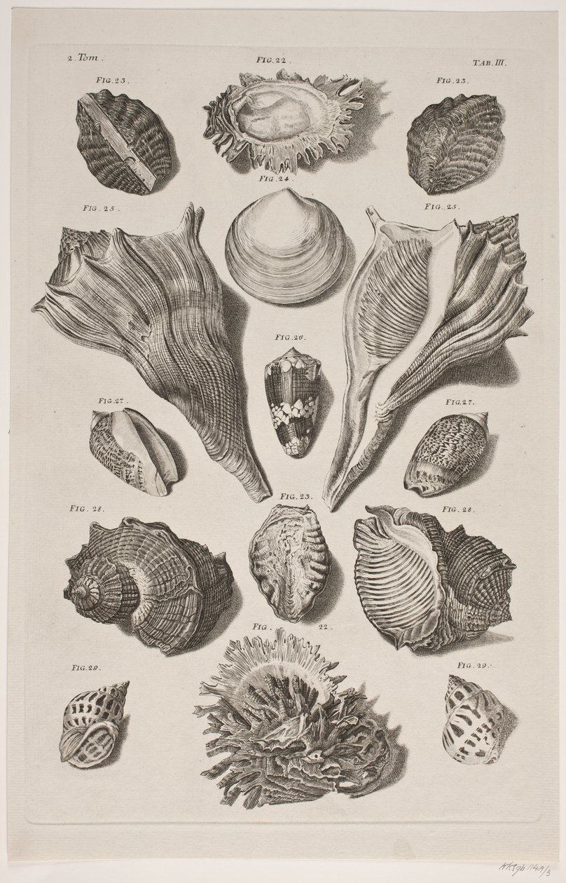 Plate with Shells. Plate 3. by Franz Michael Regenfus