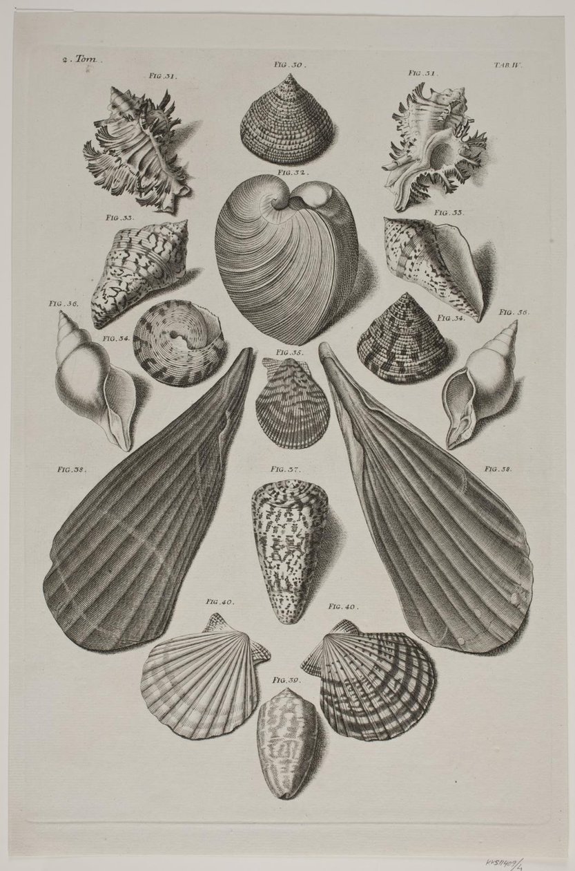 Plate with Shells. Plate 4. by Franz Michael Regenfus