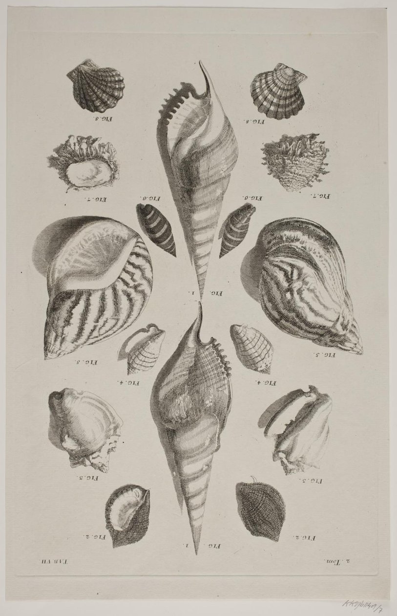 Plate with Shells. Plate 7. by Franz Michael Regenfus