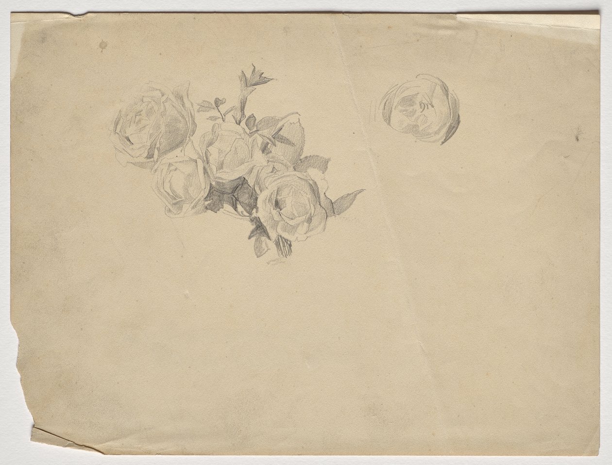Study of Roses by Franz von Matsch