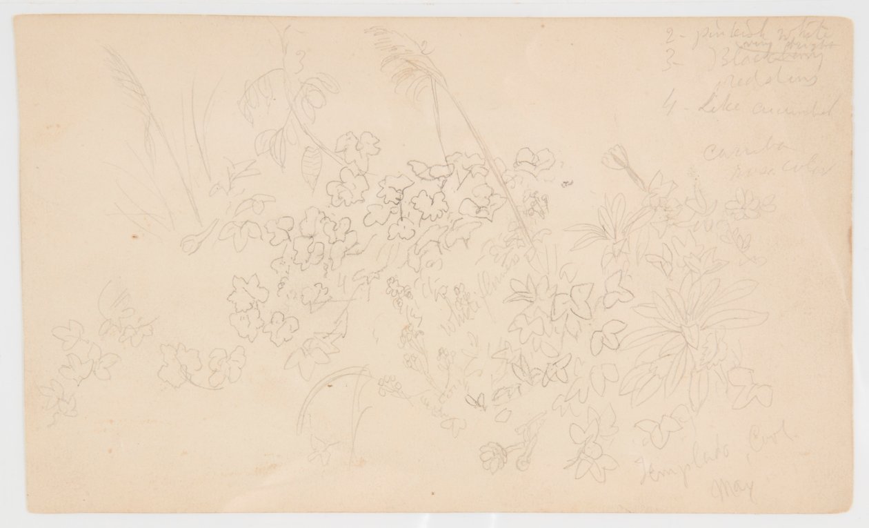 Botanical Sketches by Frederic Edwin Church