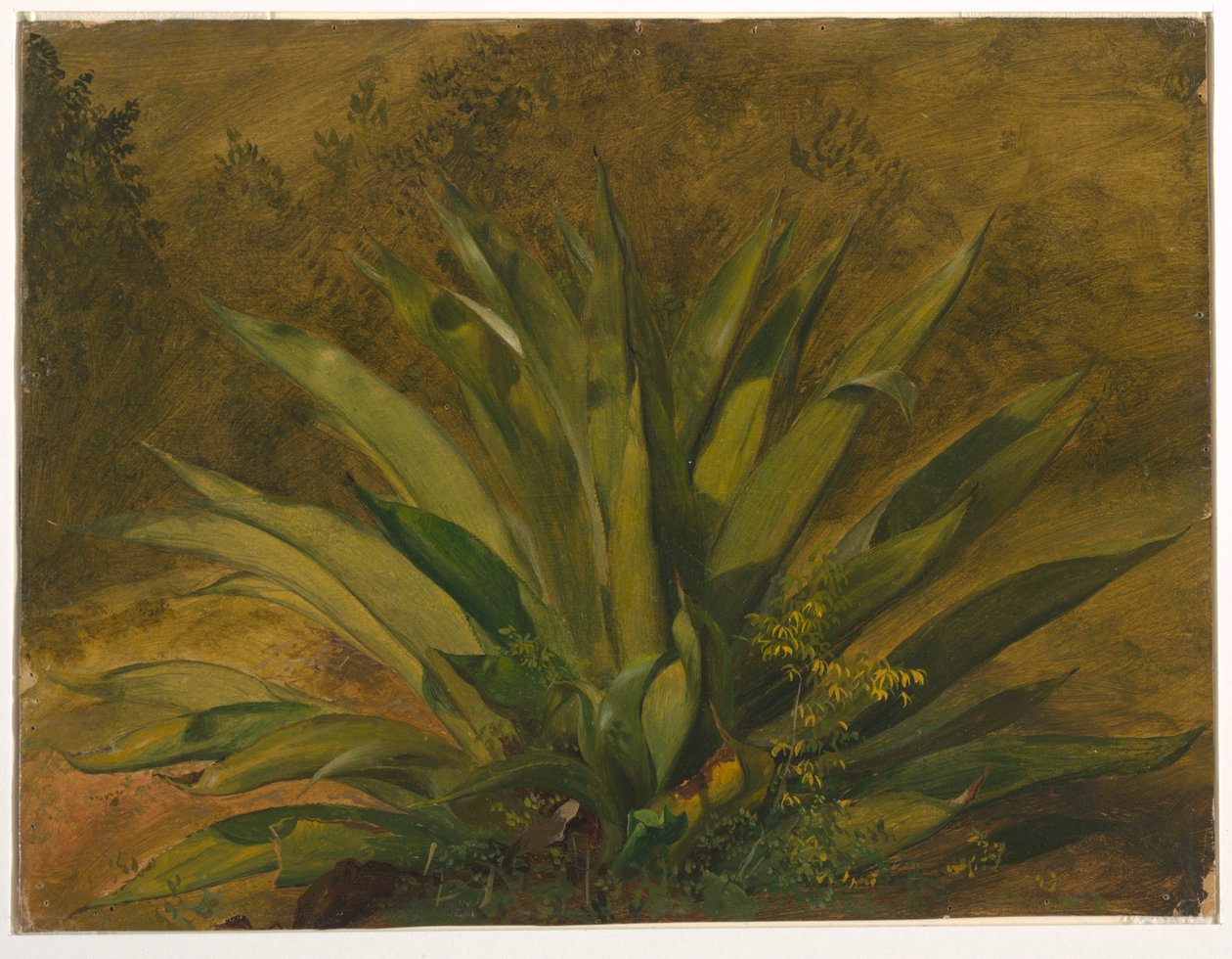Botanical Study by Frederic Edwin Church