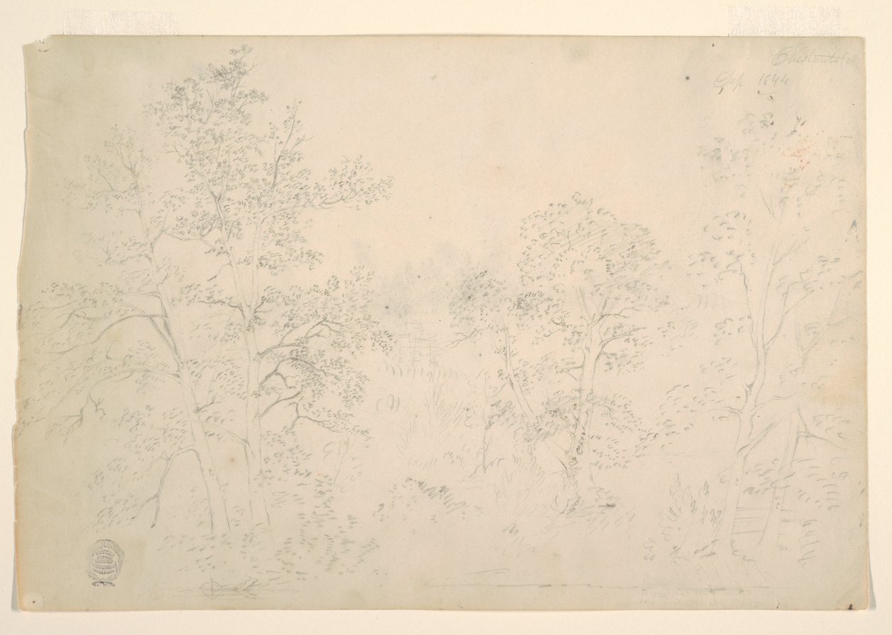 Chestnut Trees at the Water