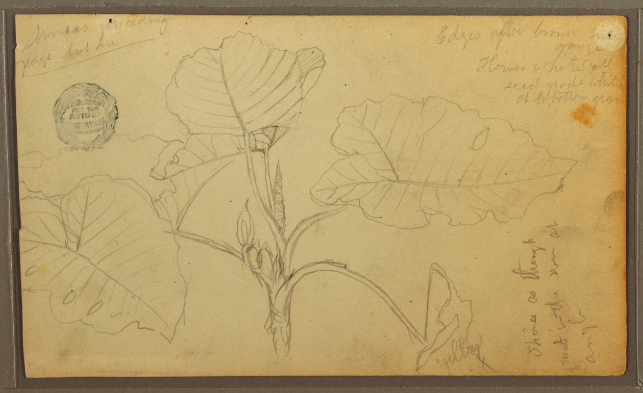 Leaves, 1857 by Frederic Edwin Church