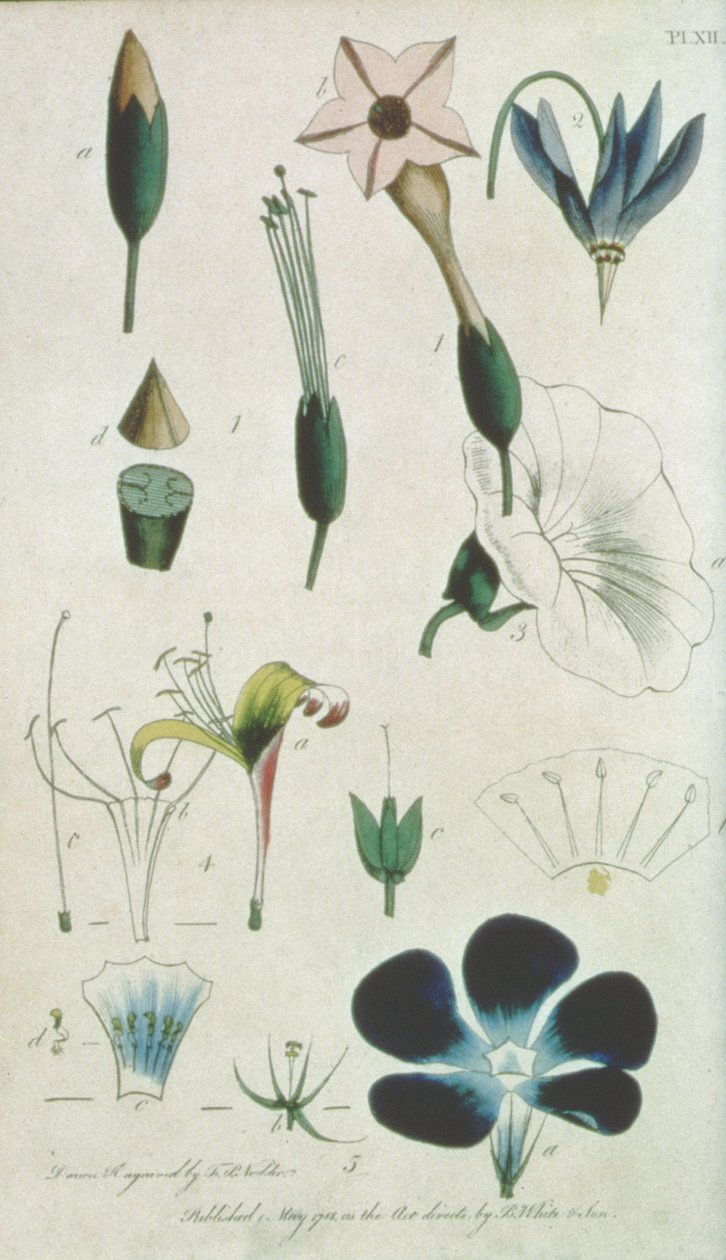 Plate XII, Letter XVI Pentandria Monagia, Various Flowers with Five Stamens, Illustrating Elements of Botany as Explained by Carolus Linnaeus (1707-78), engraved by the artist, pub. by B. White and Son by Frederick Polydor Nodder