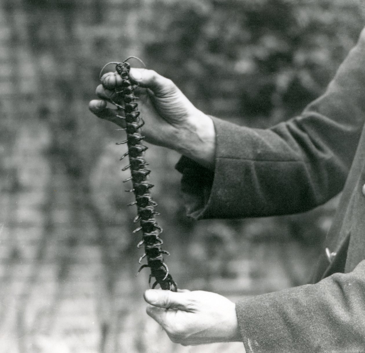 A Giant Centipede Carefully Held Up by Its Keeper, London Zoo, 1923 by Frederick William Bond