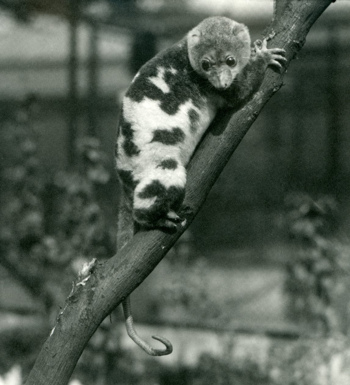 A Spotted Cuscus Looking Down from a Branch at London Zoo by Frederick William Bond