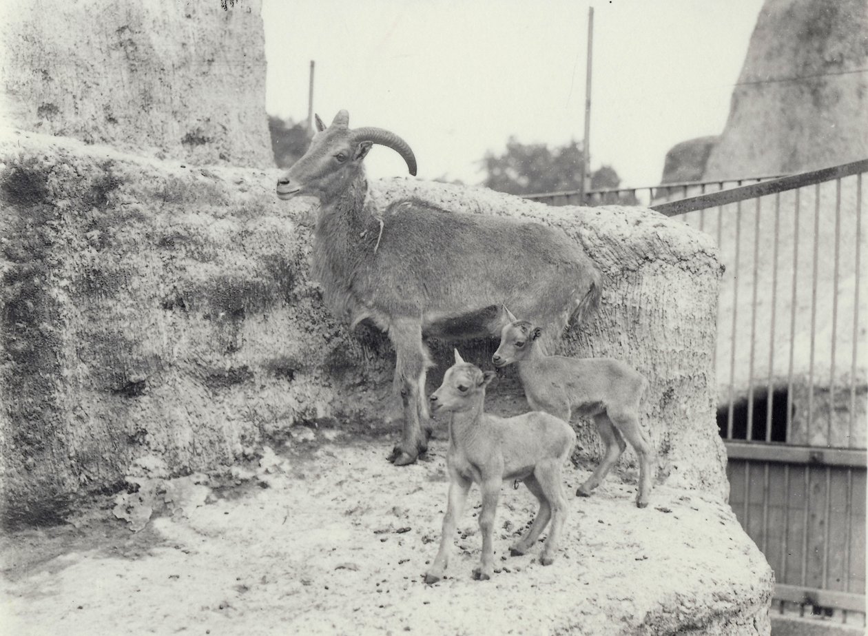 Barbary Sheep with Two Young on Mappin Terraces, London Zoo by Frederick William Bond