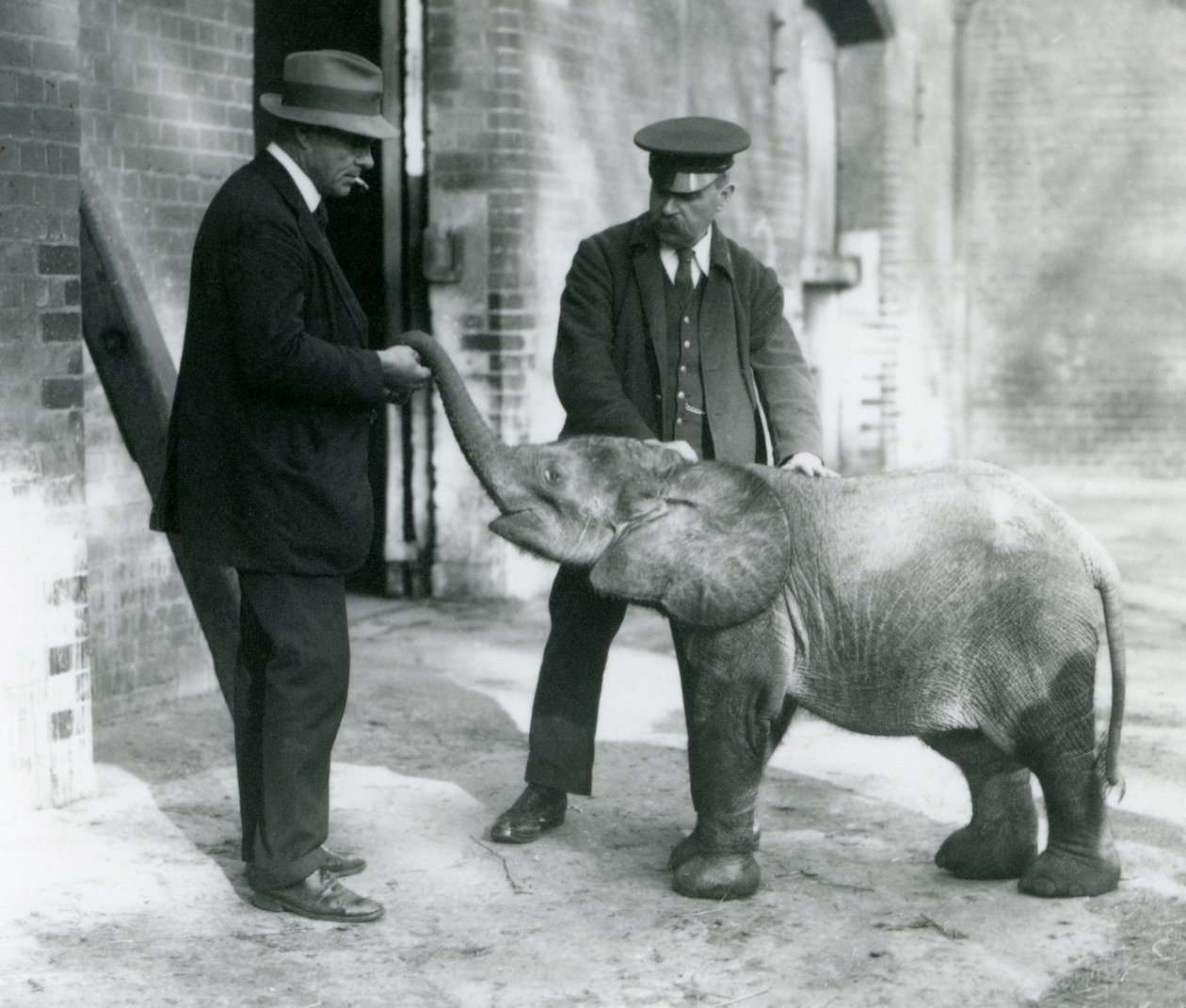 Newly arrived baby pygmy forest elephant Tiny, with her keepers Robertson, Stimpson and Milbourn at London Zoo by Frederick William Bond